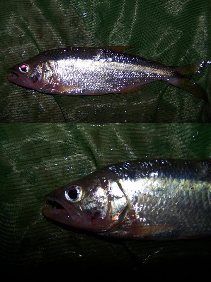 FIGURE 2d FIGURE 2d